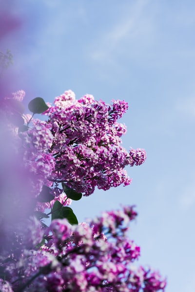 白天多云的天空下开着紫色的花